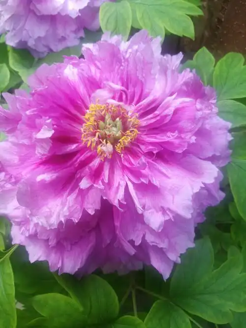 佛山市粤剧博物馆观赏美丽又大朵的牡丹花 2019.02.07