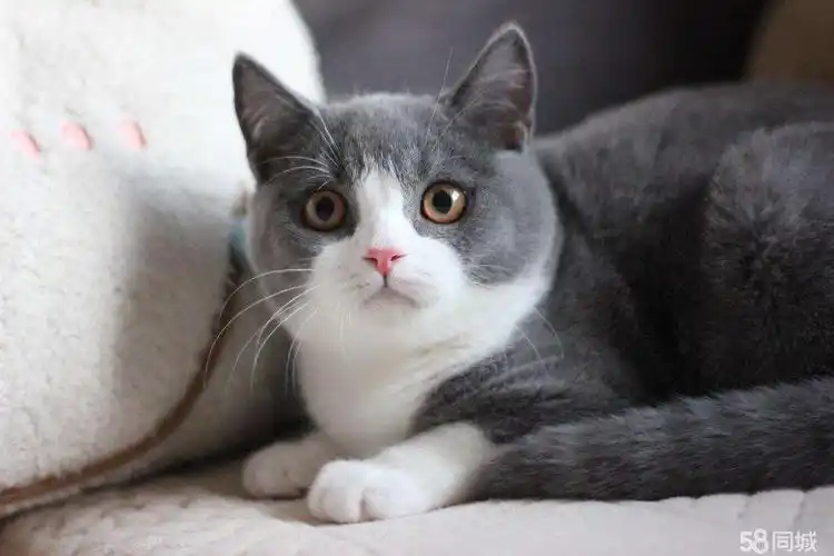 英国短毛猫近年来深受欢迎,它们有何优点能让铲屎官为之疯狂呢?