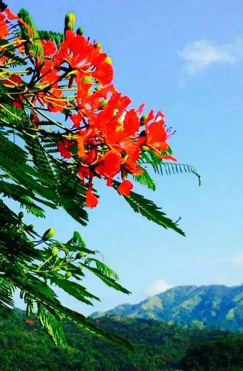 木棉与橡树对话