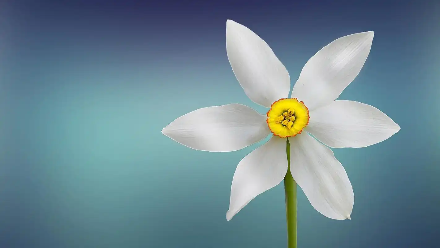 小清新素雅植物图片桌面壁纸