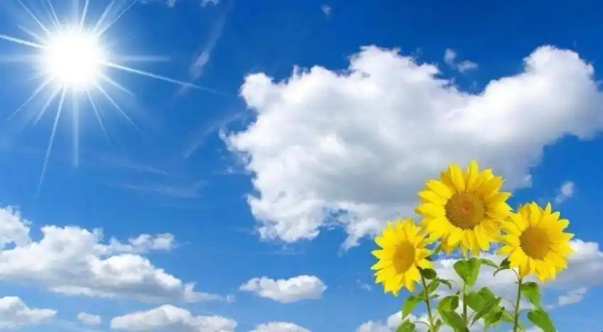 阳光甚好的唯美句子有哪些