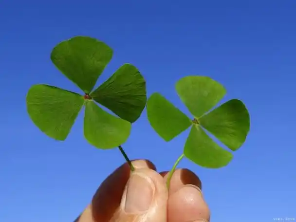 那时人们认为幸运草具有神奇的力量,能够带来好运和幸福