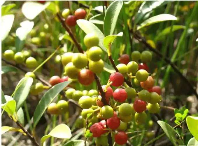 农村里的有一种野果,人称"酸藤果",这种野果只有南方才有