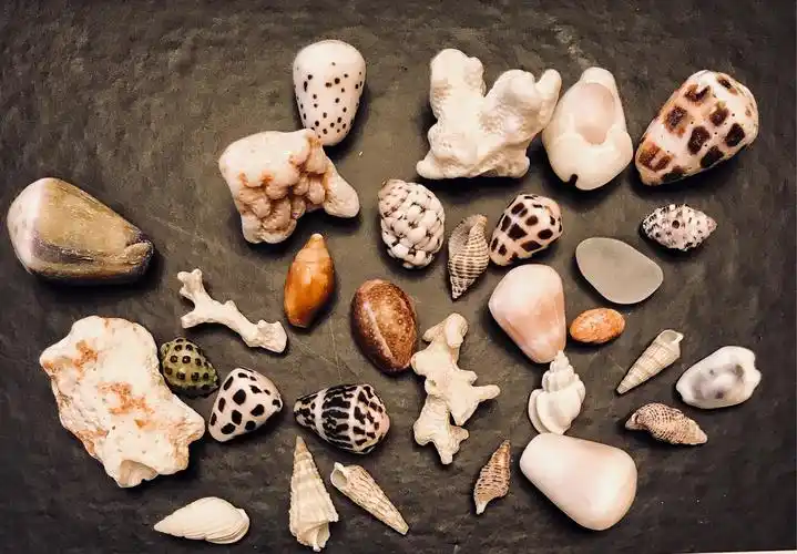 这是我们在海边捡到的贝壳