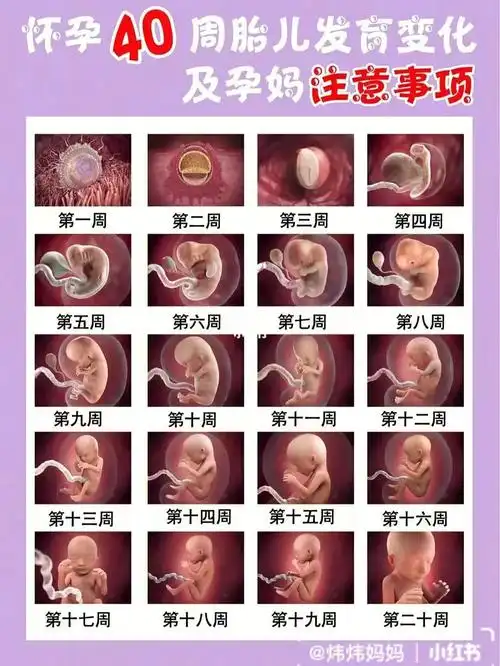 怀孕40周胎儿发育变化及孕妈注意事项