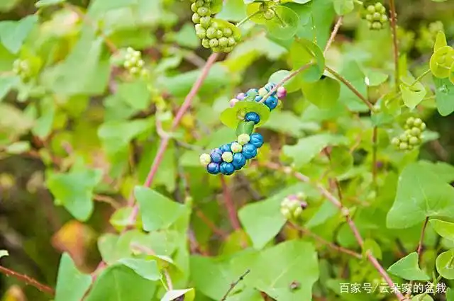 这东西,人称"蛇不过",是中药"珍宝",野外遇见,切勿错过!