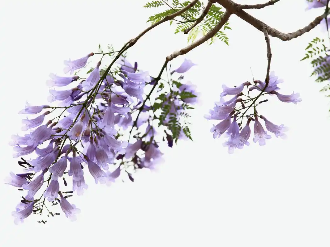 蓝花楹,是紫葳科,蓝花楹属落叶乔木,高达15米.叶对生,为 - 抖音