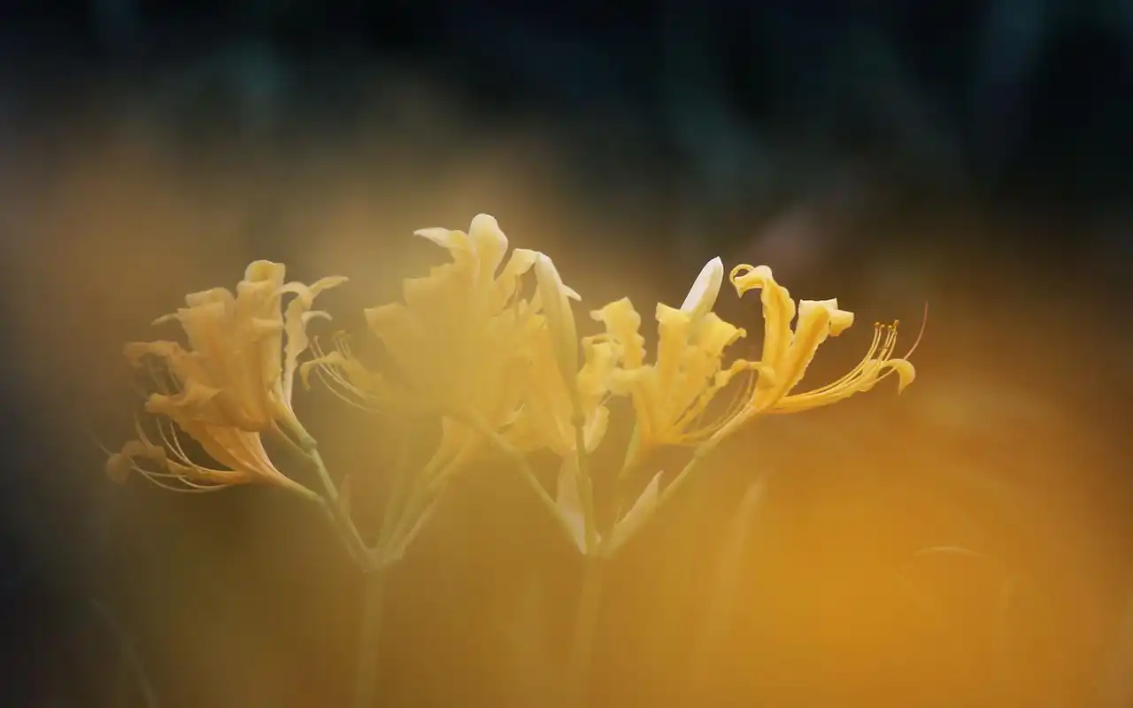 唯美的彼岸花高清桌面壁纸