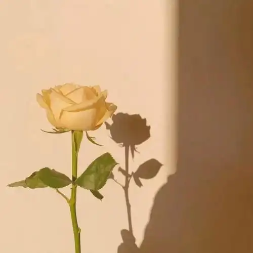 抖音最火背景图片(独一无二的抖音背景图)-诚智百科网