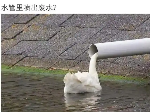 第一眼看上去真的太像了