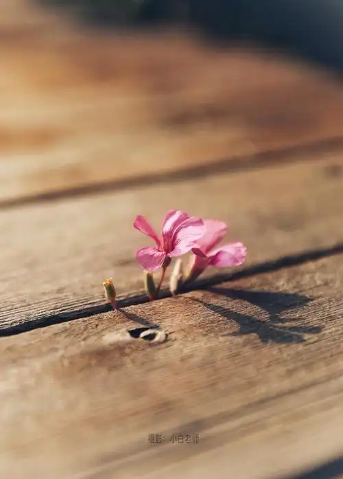 治愈你心灵的一组图,发现小美好