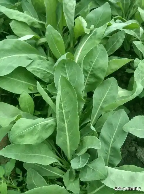 新疆古丽眉毛浓密的秘密,从小用奥斯曼草描眉,就是板蓝根的叶子