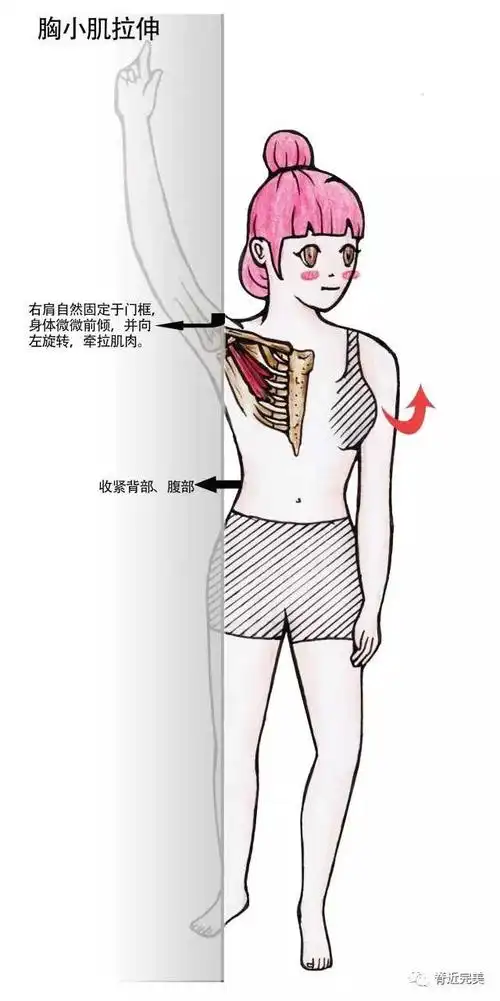 胸小肌拉伸