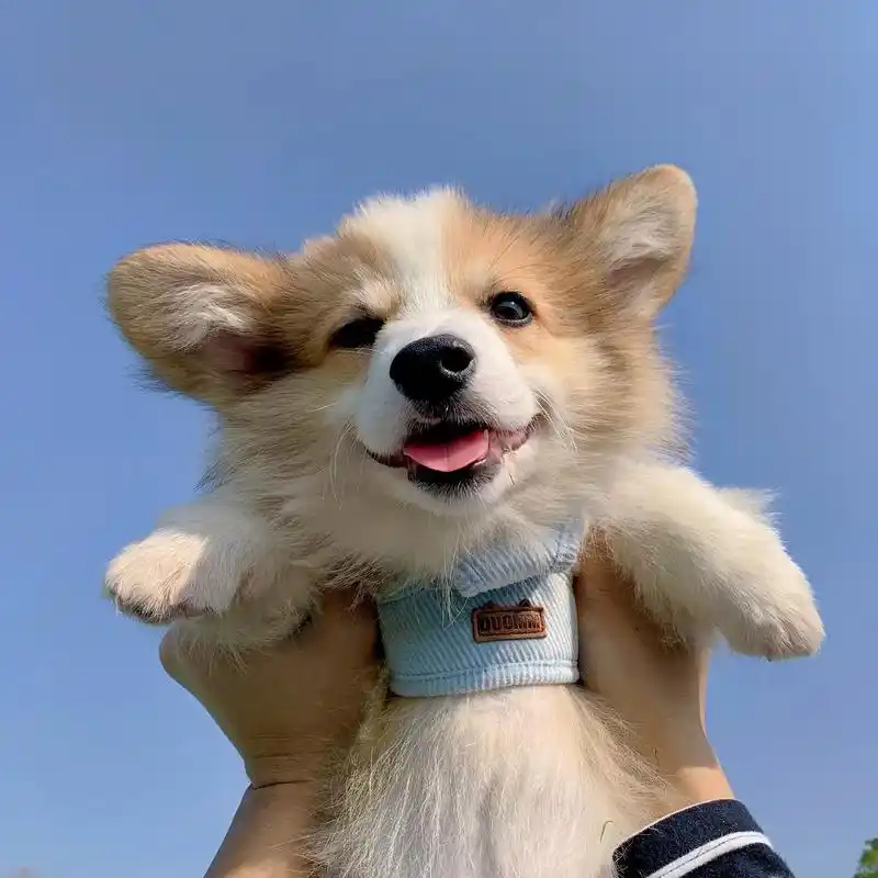 柯基 #萌宠日常记录 #这也太可爱了吧 #头像 - 抖音