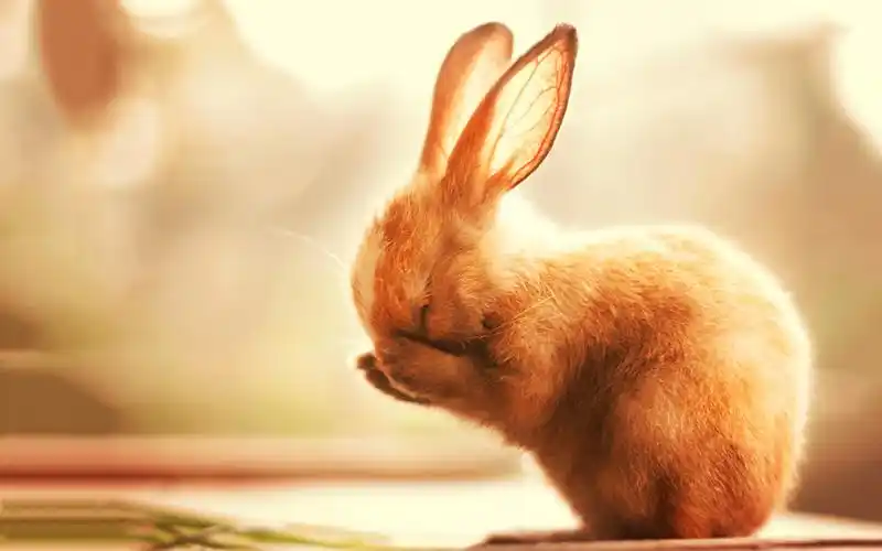 可爱萌宠动物兔子高清电脑桌面主题壁纸下载大全