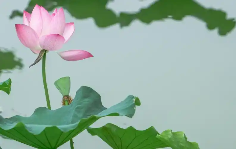 水中仙子,荷花美图.