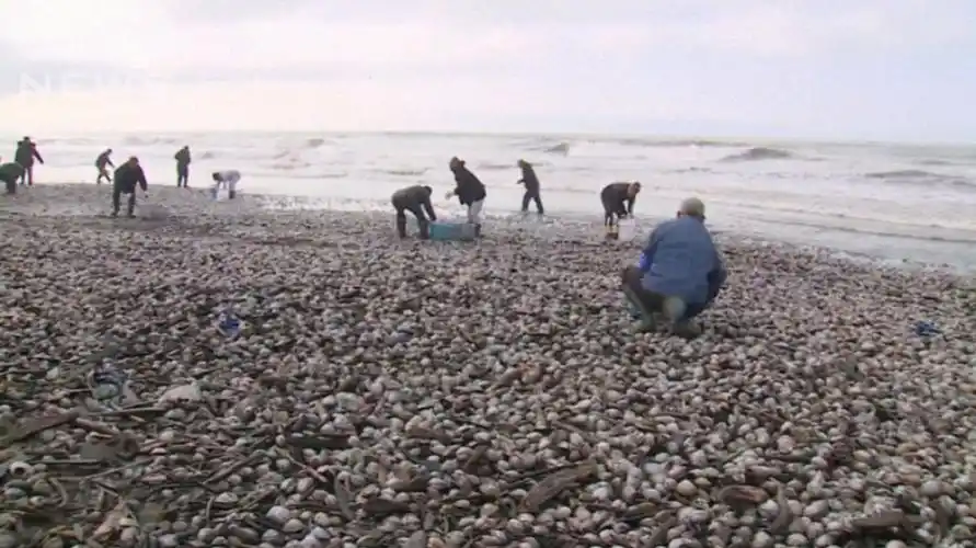 日本北海道海岸出现大量北寄贝,专家:从没见过这么惊人的数量