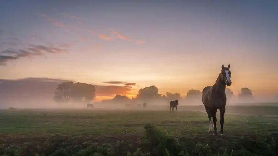 壁纸 马,早晨,雾