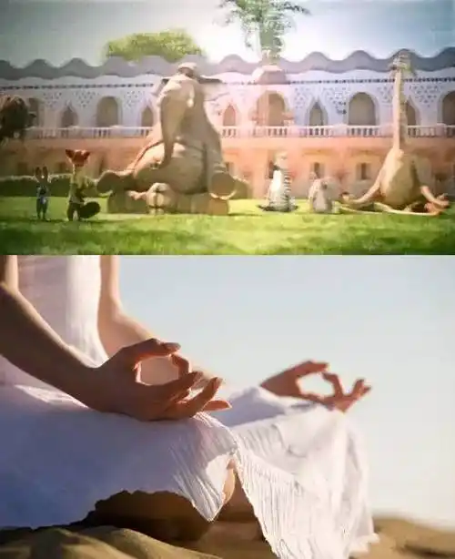 【疯狂动物城】瑜伽无处不在