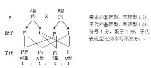 人的abo血型是由三个基因即i