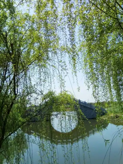 垂柳掩映下的小桥流水