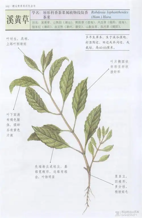 功效特效的溪黄草