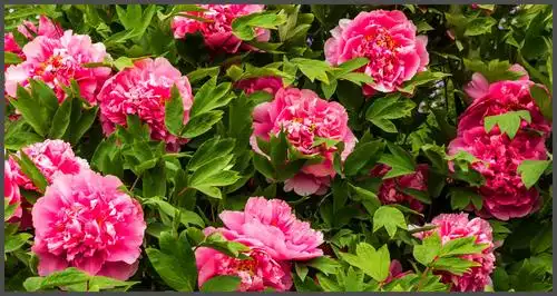 原创摄影(牡丹花)