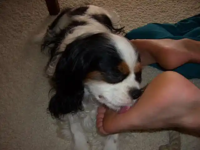 狗狗总是喜欢舔主人的脚丫是因为脚丫好吃它只是在表达爱意