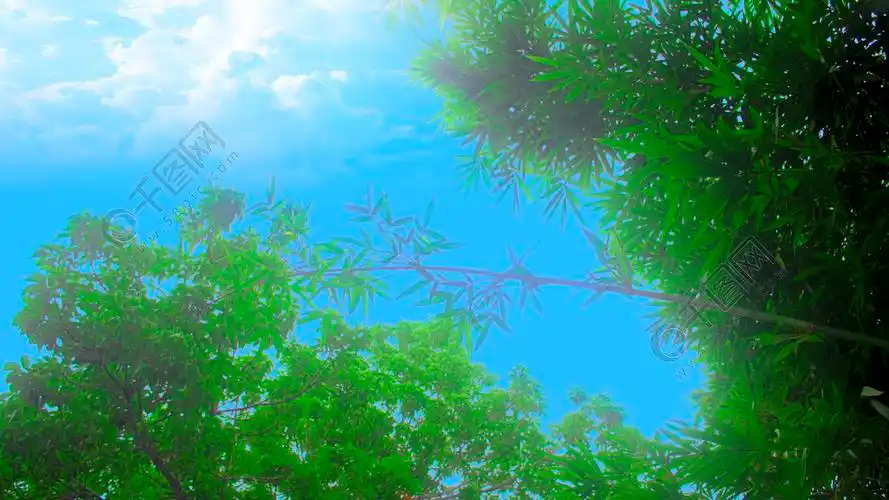 竹子蓝天白云壁纸绿树自然