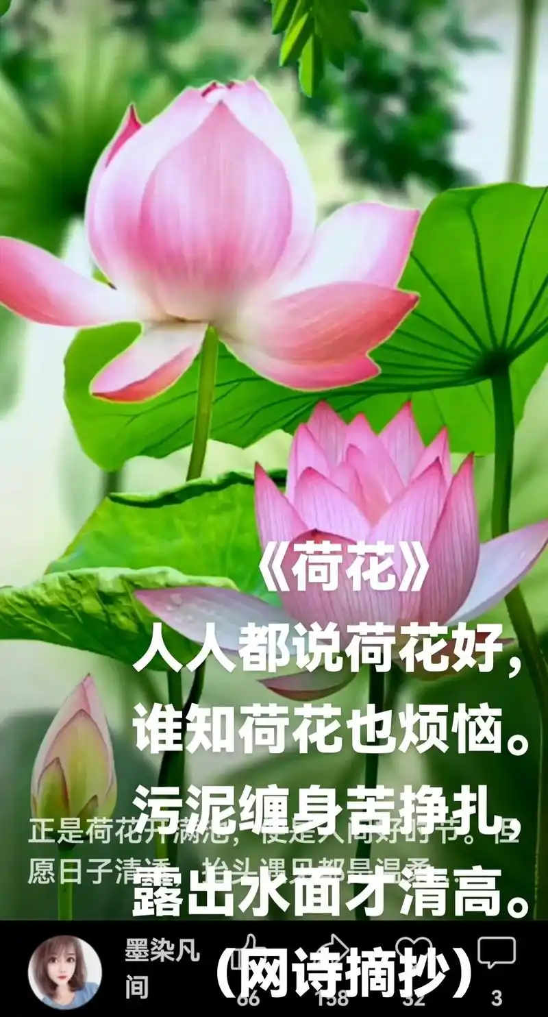 东西荷花人生感悟治愈系露出水面才清高1692爱你所爱