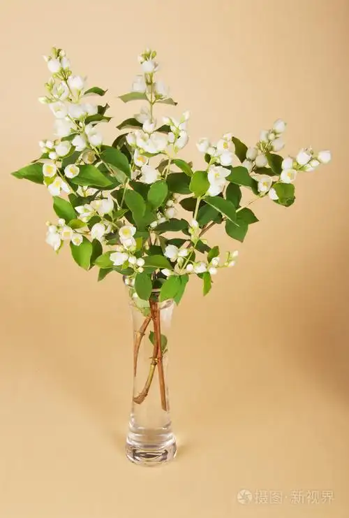 温柔鲜花吐露芬芳的茉莉花在花瓶里