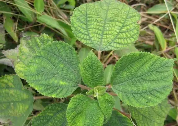 湖北咸宁是中国三大产麻区之一,有着"苎麻之乡"的美誉.