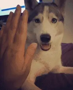 事实证明,再好看的哈士奇也是行走的表情包!