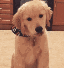 就是下面这波狗狗的歪头杀: 小德牧,从小就已经能看出帅