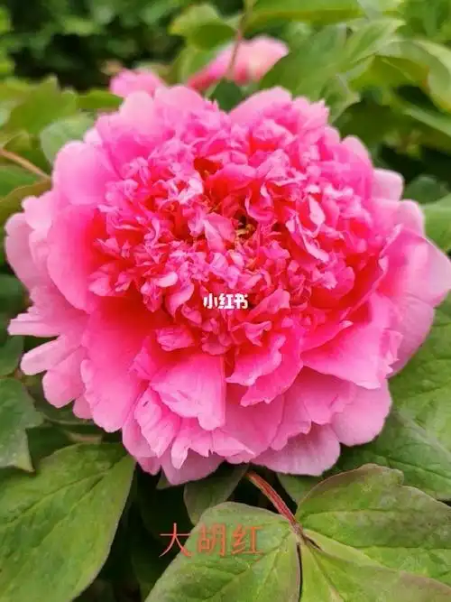 牡丹品种大胡红