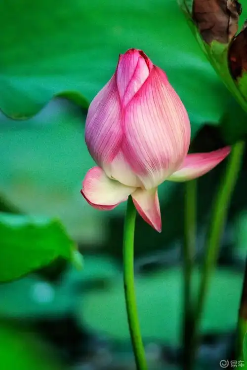 风景美图# 近曰连续跑了城区周边的荷花池,本想与我喜爱的荷花不期而