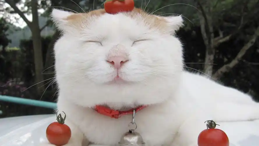 可爱呆萌猫叔桌面壁纸可爱猫叔壁纸呆萌猫叔壁纸动物壁纸猫咪壁纸