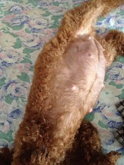 我家泰迪怀孕53天了,肚子这么大,一般可以生几只呀,还有几天生?