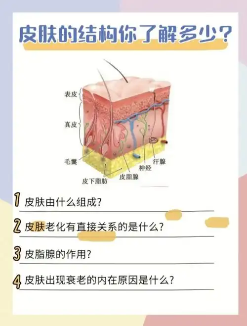 皮肤结构
