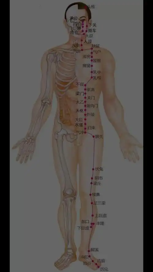 有鼻,目,上齿,口唇,喉咙和乳房,属胃,络脾,在足大趾与足太阴脾经相接