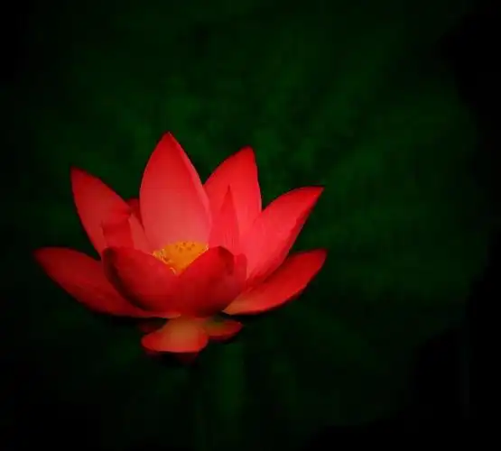 日映荷花格外红{铁岭莲花湿地公园 }