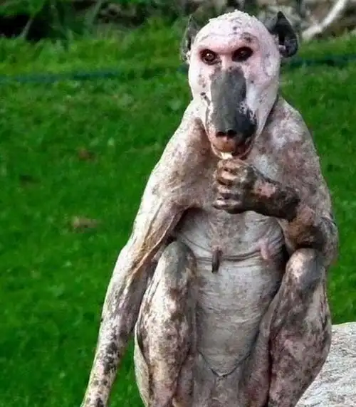 超搞笑动物照片 它们都全身没有毛发 让人看了想笑又心疼