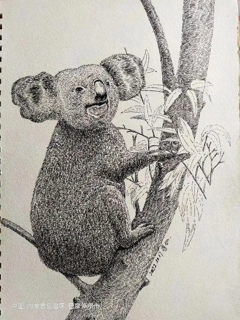 钢笔画 树袋熊.#钢笔画 #绘画过程分享 #可爱动物 - 抖音