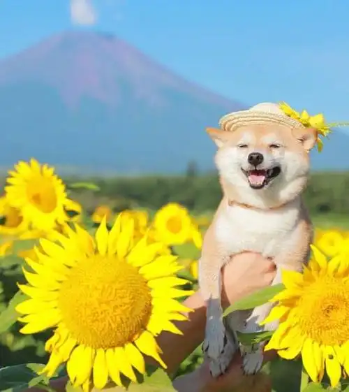 来自狗狗最美的笑容|希望能治愈你的不开心呀