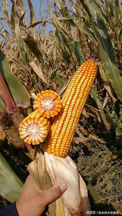 这几个玉米品种矮杆抗倒适应性好亩产都在1800斤以上