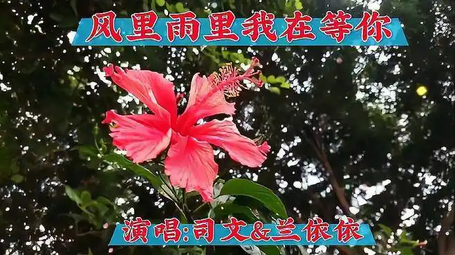 一曲情歌对唱《风里雨里我在等你》好听醉了,致心中想念的人!