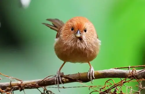 首发萌呆呆的小鸟