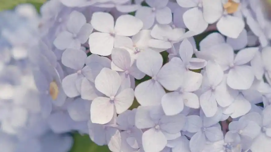 绣球花清新浪漫微距摄影,高清壁纸图片,鲜花背景-回车桌面