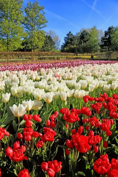 全球最美花园已花开成海了太漂亮了