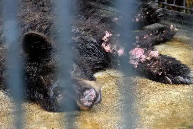 最残忍的动物园,动物们正惨遭虐待,半年已死亡超过50只!